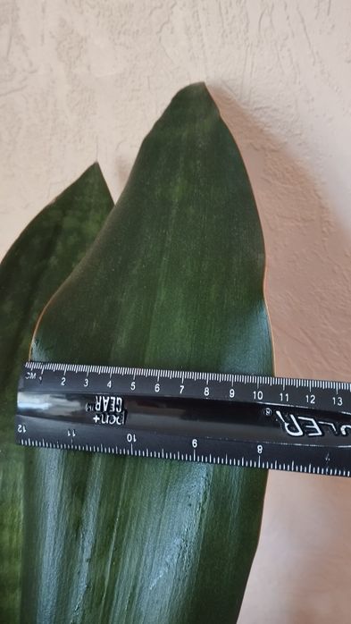 Сансавієрія Грандіс.