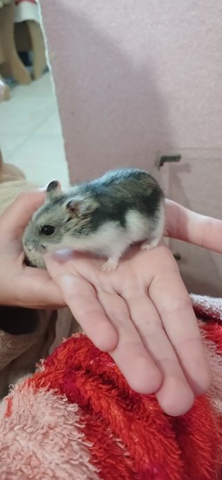 Джунгарские хомяки