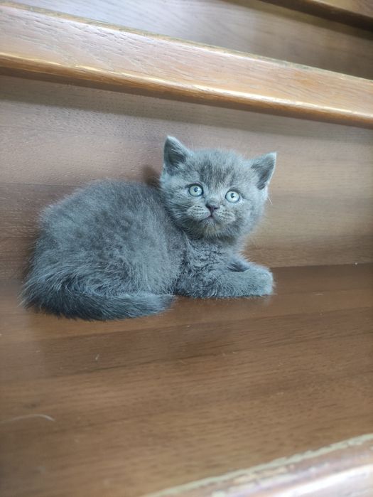 Породные шотландские котята,не вЕслоухие,а действительно вИслоухие!