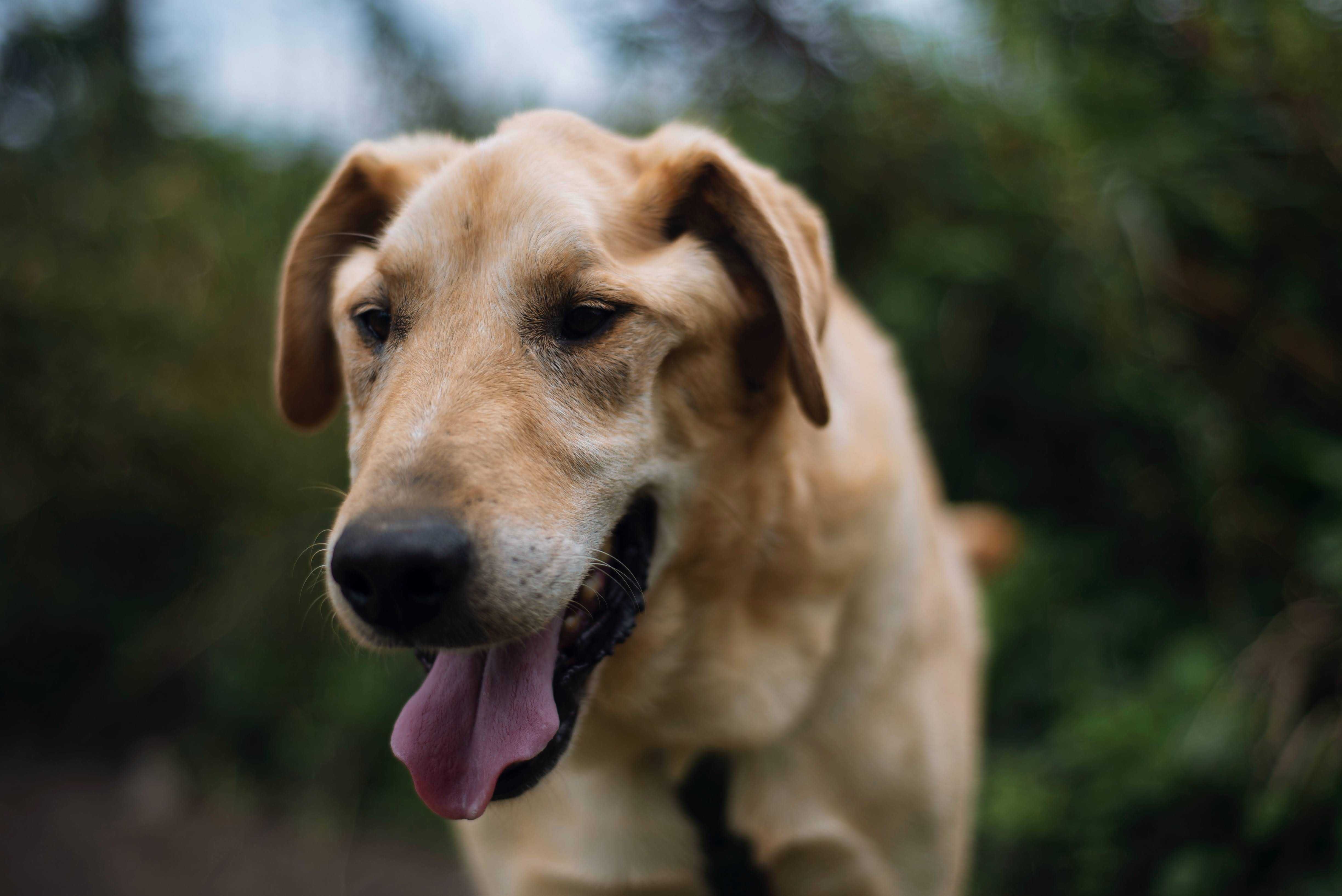 Cudowny psiak w typie Labradora szuka domu