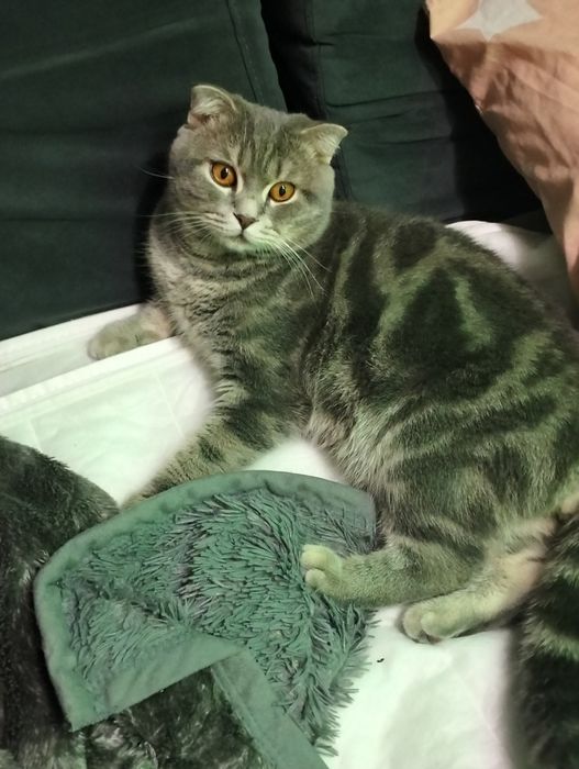 Кіт Міша шукає собі кицю для в'язки дуже хороший котик породи Шотланец