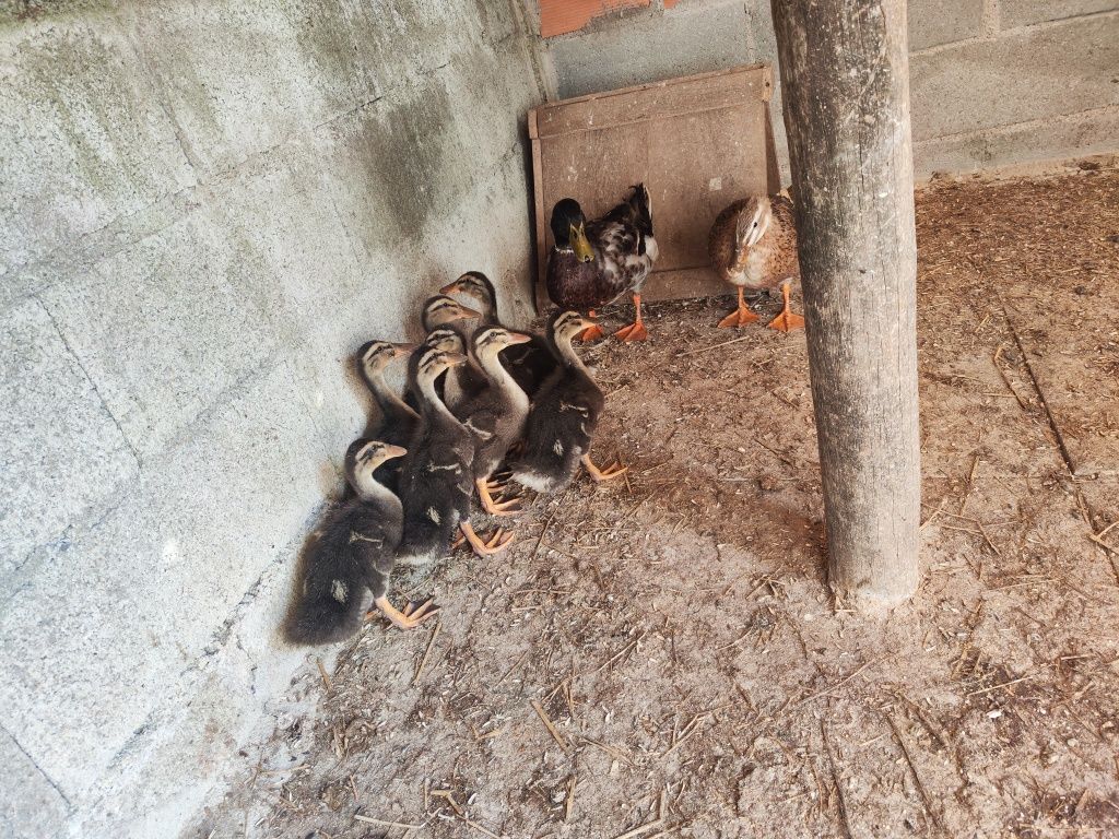 Patos Rouen novos