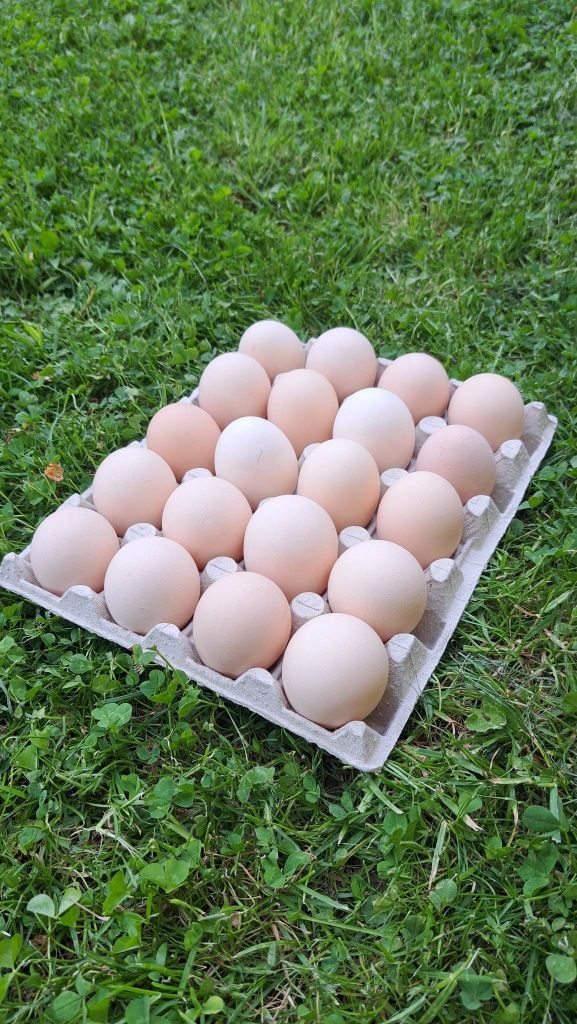 Duże jaja wiejskie
