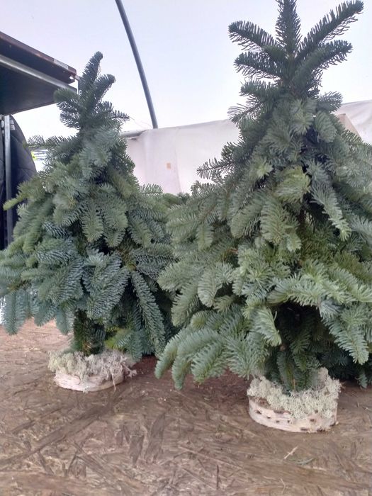 Stroiki podkłady z żywej jodły nordmann i nobilis