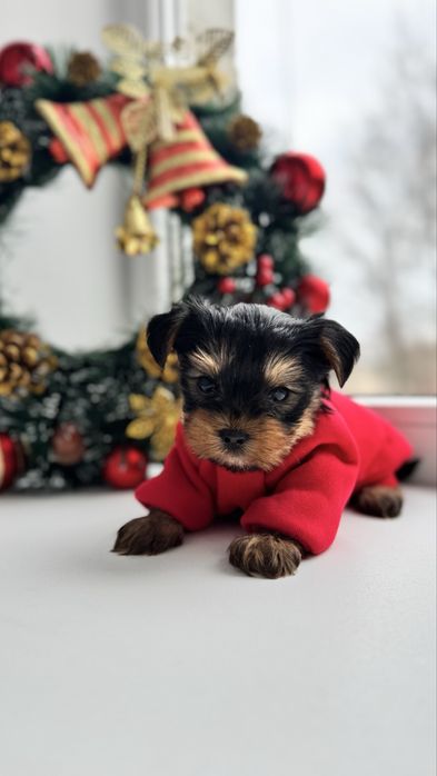 Йоркширський терєр хлопчик