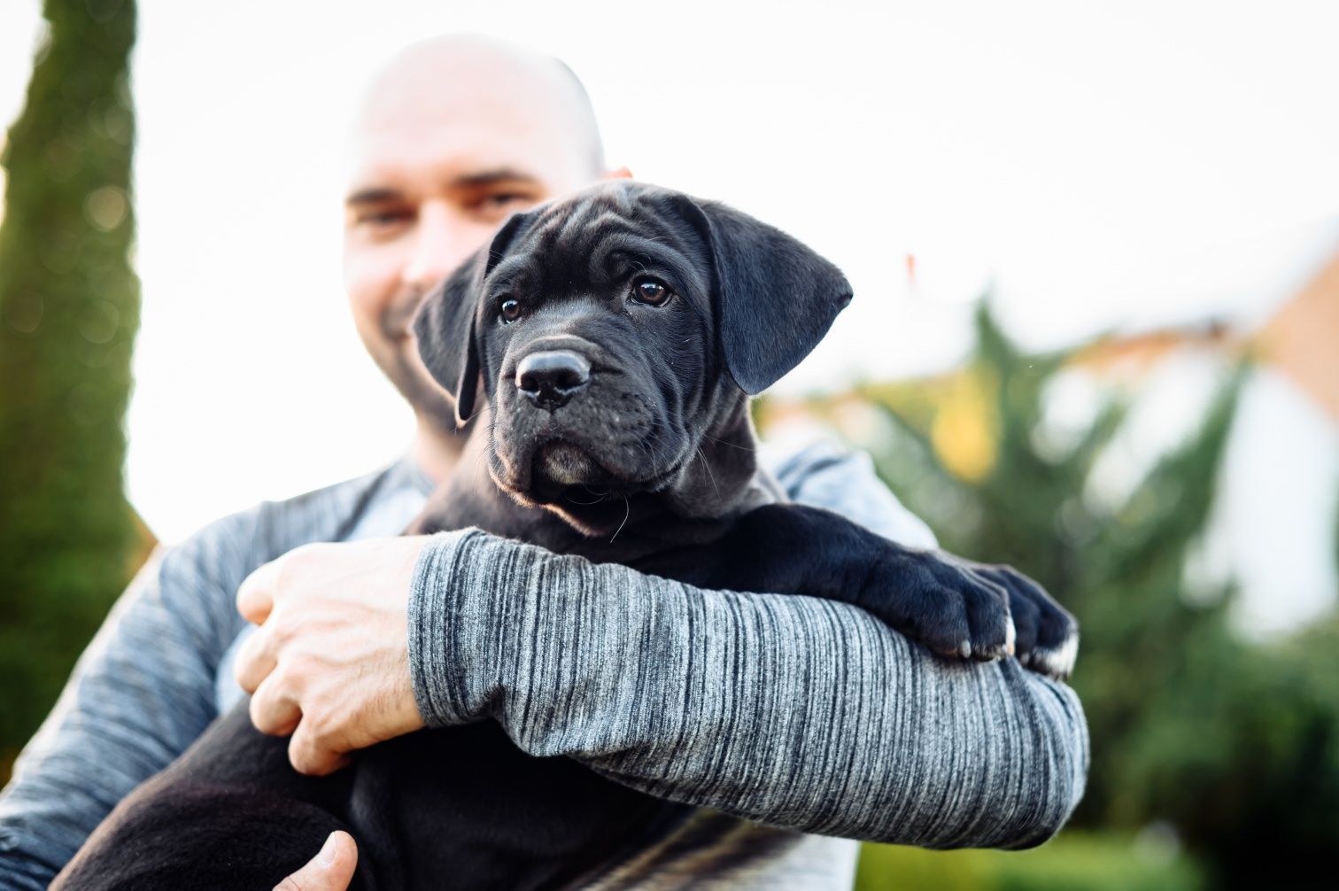 Кане корсо цуценята КСУ щенки Cane corso
