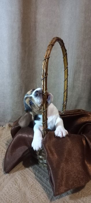 Продам маленьких цуценят бігля