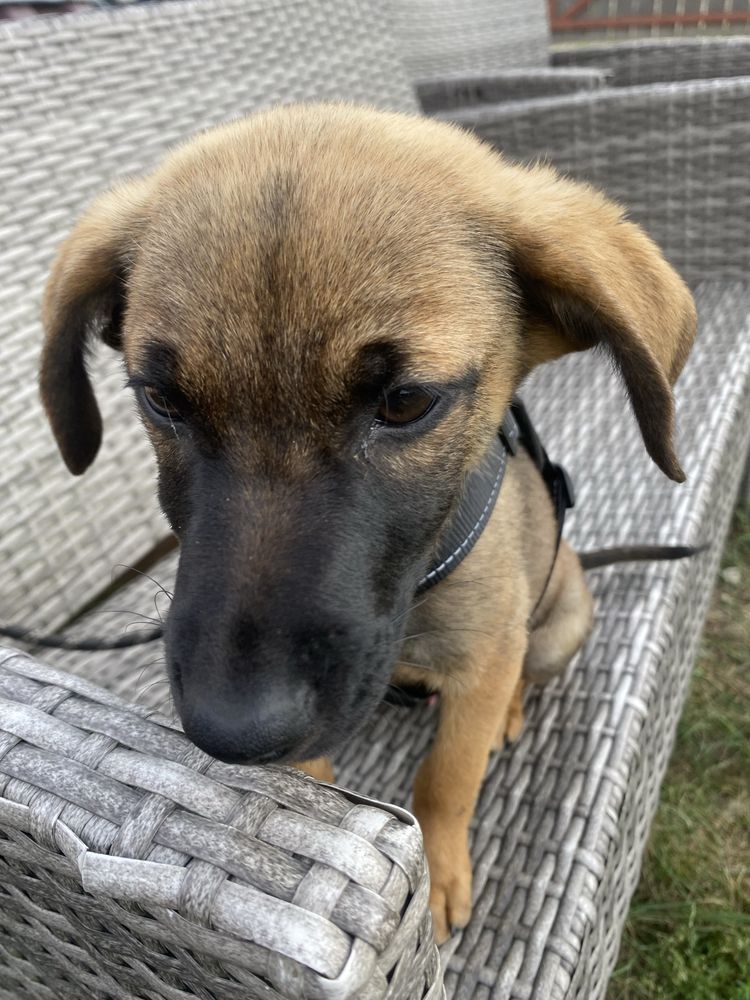 Szczeniak do adopcji za darmo