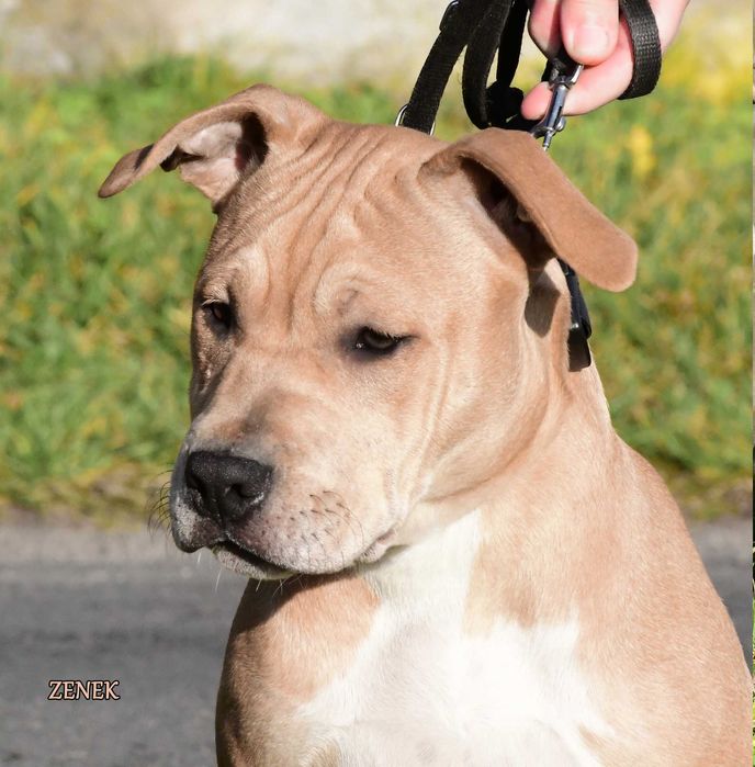 przemiły charakter, Amstaff