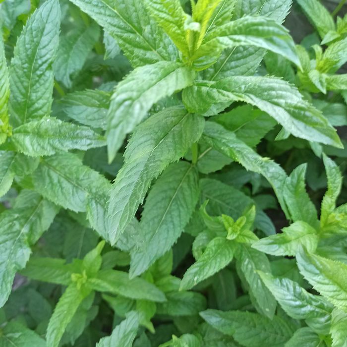 Саженцы мяты рассада розсада мята лимонная