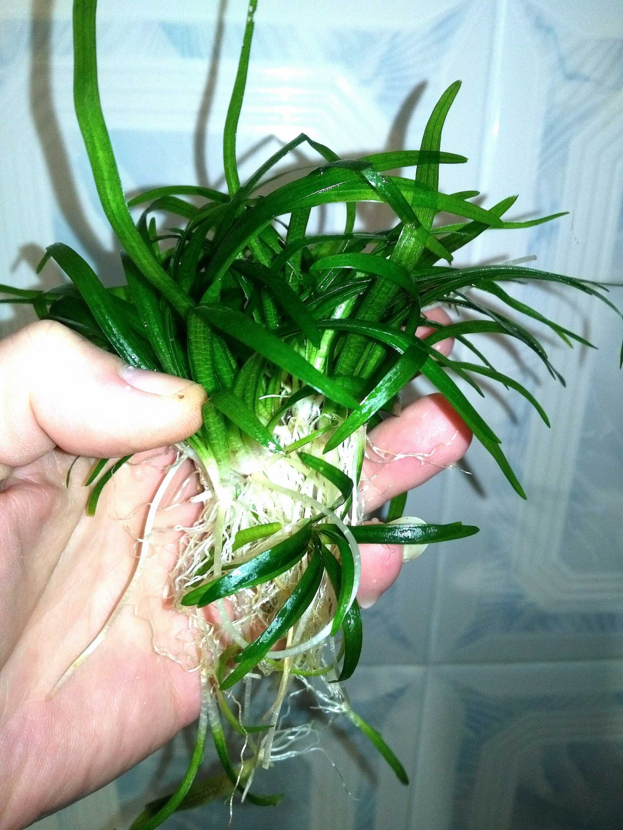 Аквариумное растение эхинодорус нежный