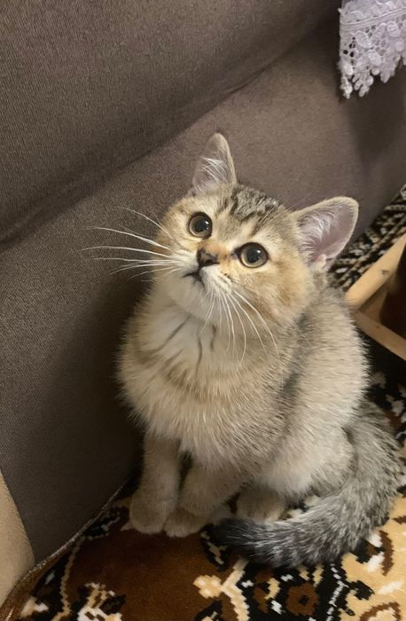 Продаются котята шотландские(шиншилы)