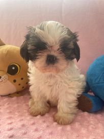 SHIH TZU piękny piesek z rodowodem