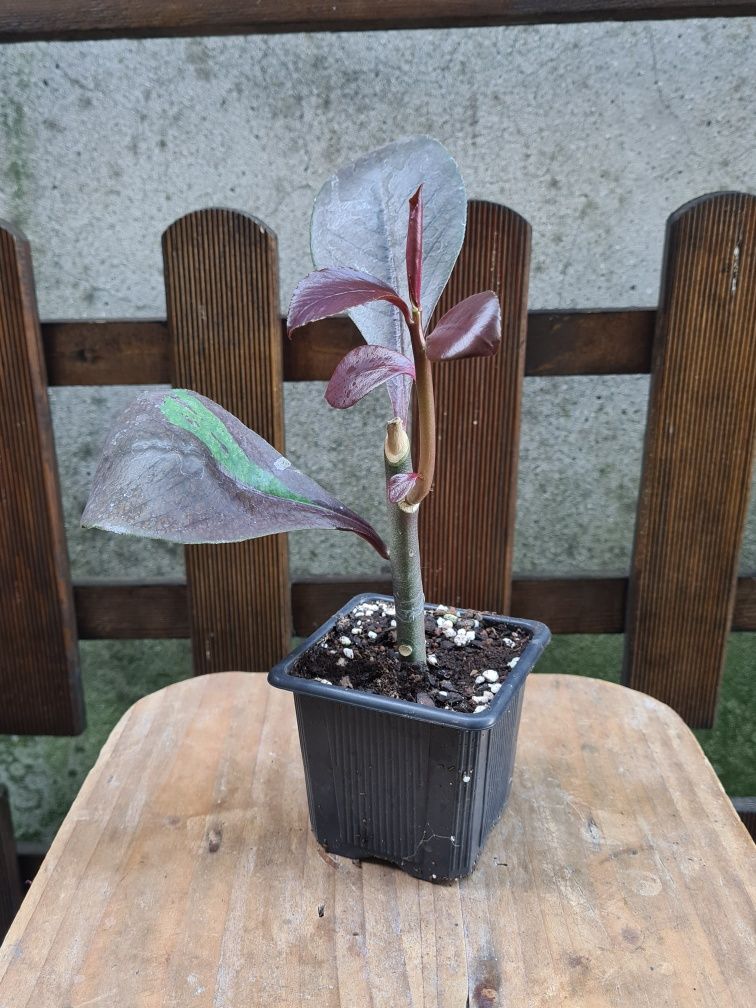 Euphorbia umbellata - Planta Envasada