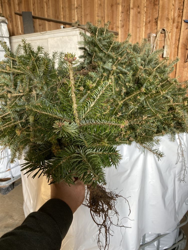 Jodła kaukaska sadzonki 2/2 choinek plantacja