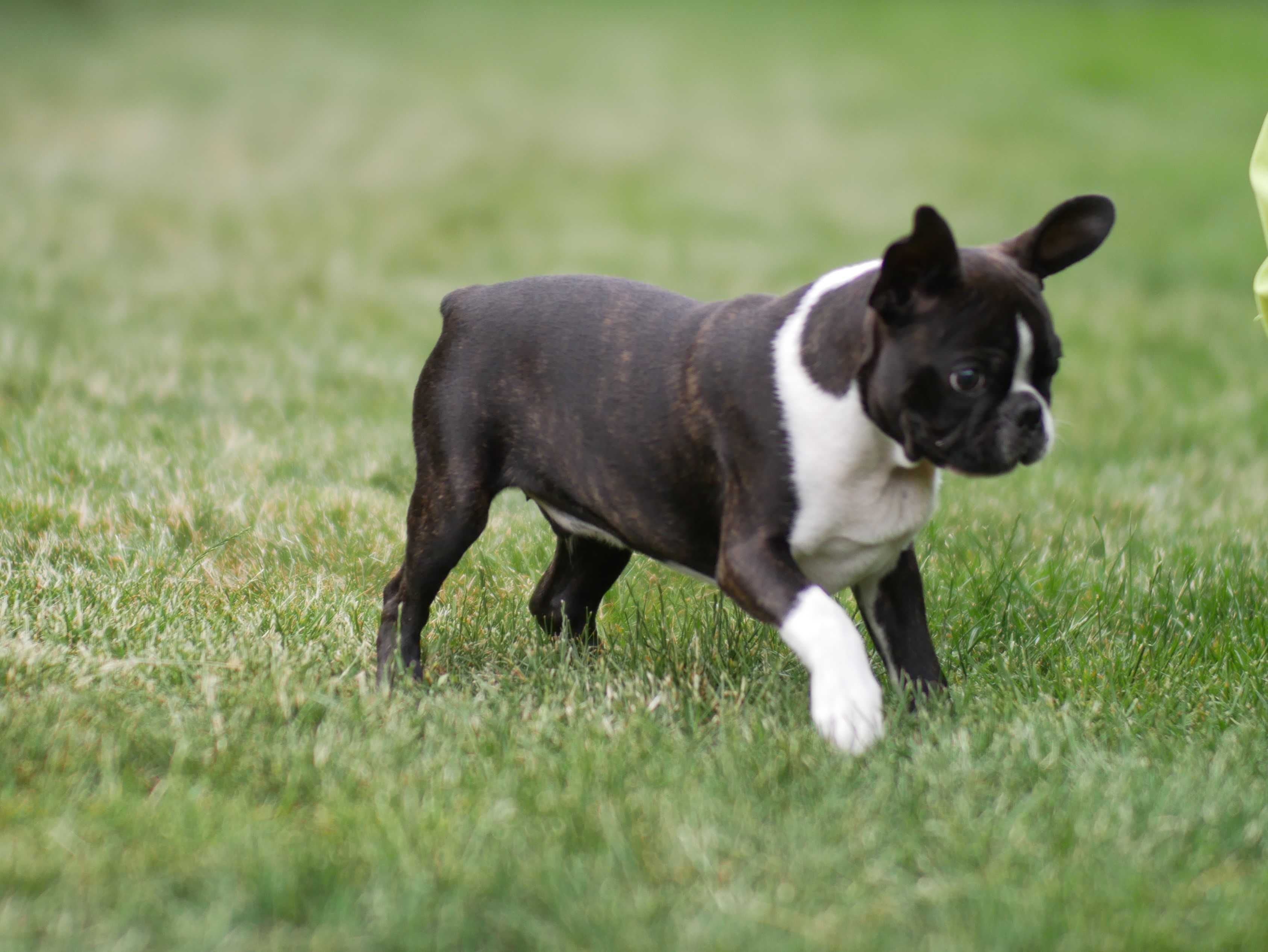 Boston terrier - czteromiesięczny chłopiec sportowiec