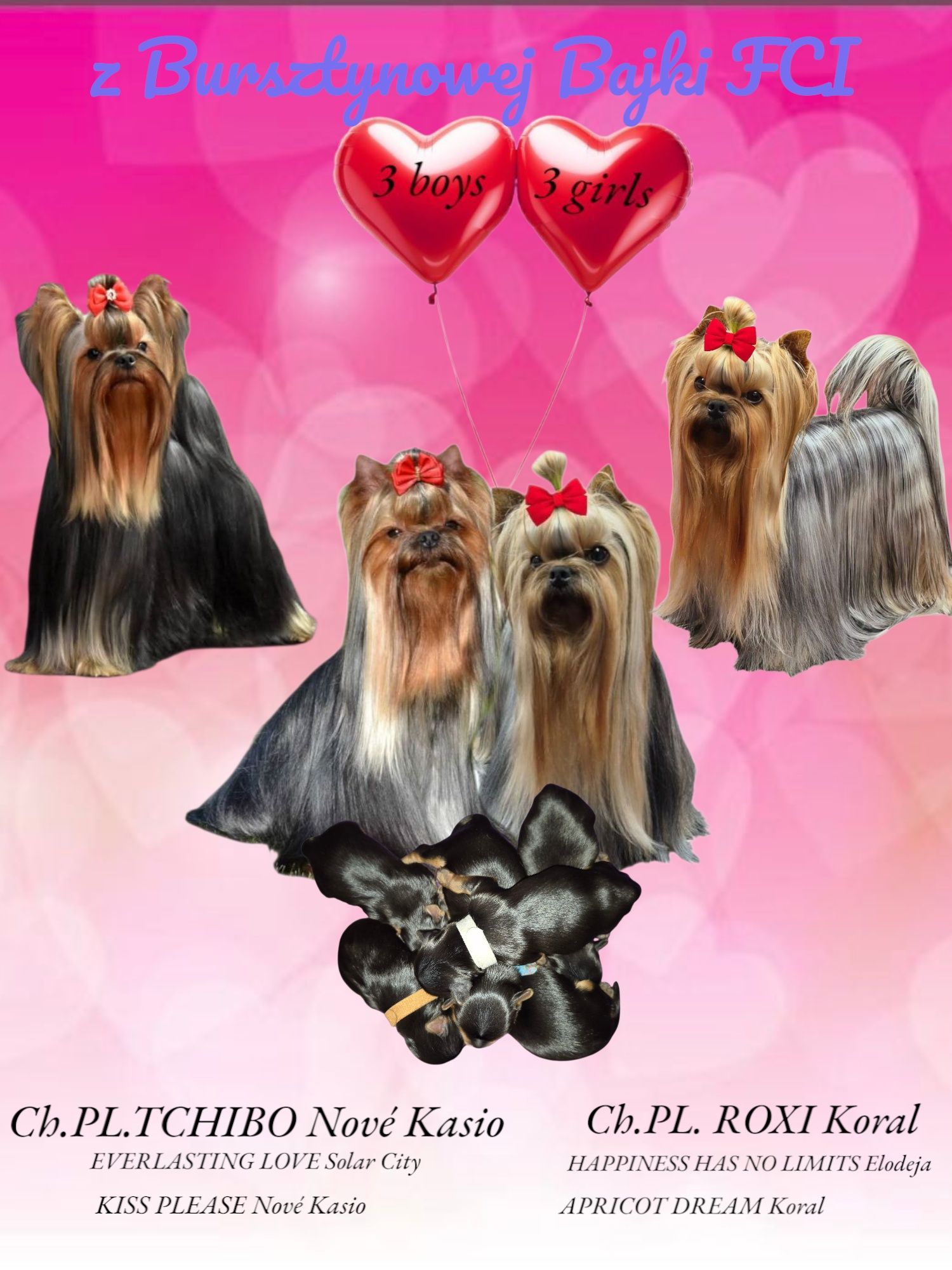 Yorkshire Terrier York ZKwP FCI rasowy po championach