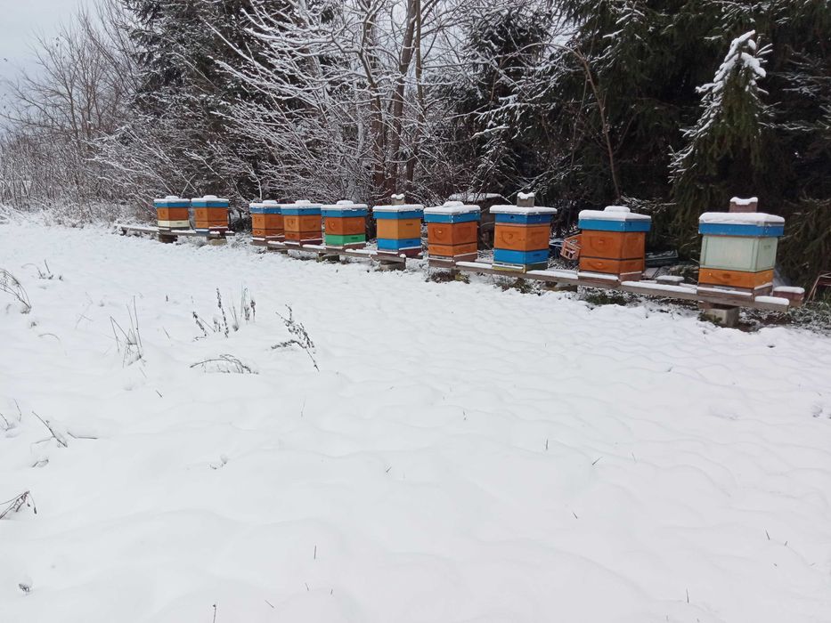 Odkłady pszczele na 2025.