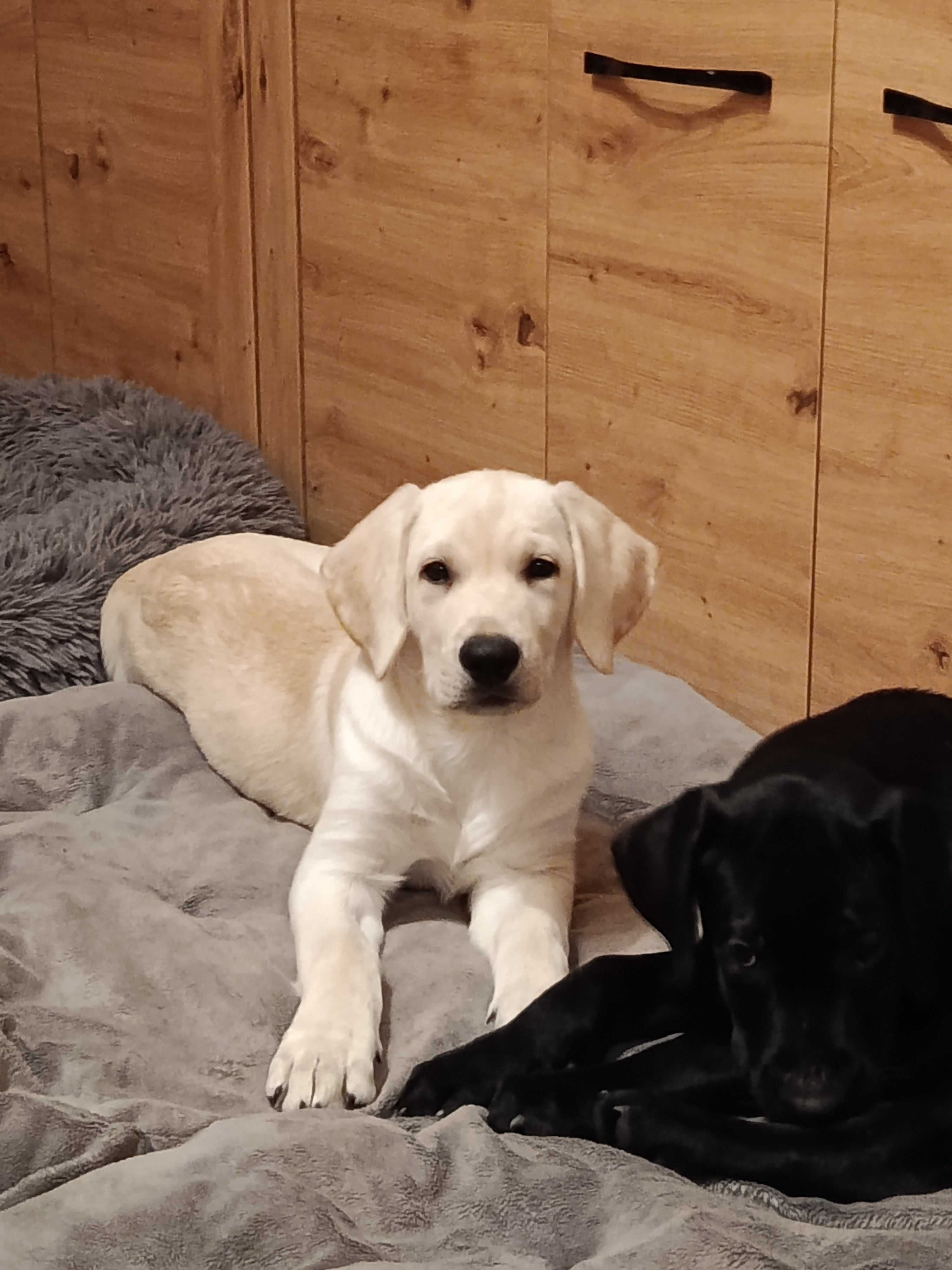 Biały Labrador – Wspaniały Chłopiec Szuka Domu