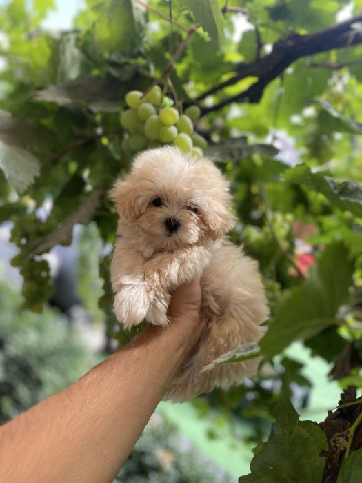 Дуже милі мальтіпу