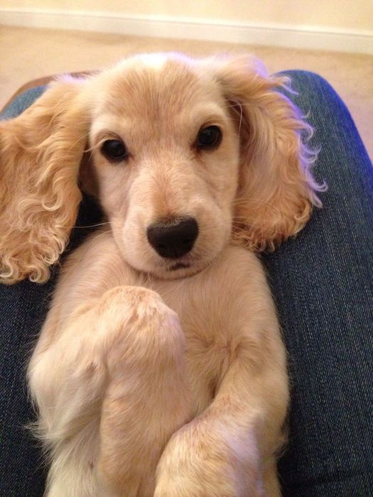 Англійський кокер-спаніель — дівчинка з врівноваженим характером та ел