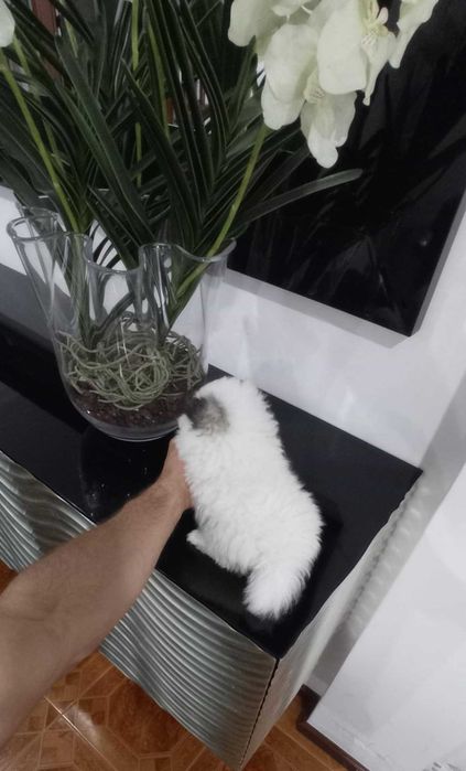 Spitz Alemão Anão/Lulu da Pomerânia FEMEA BRANCA e PRETA  LOP e AFIXO