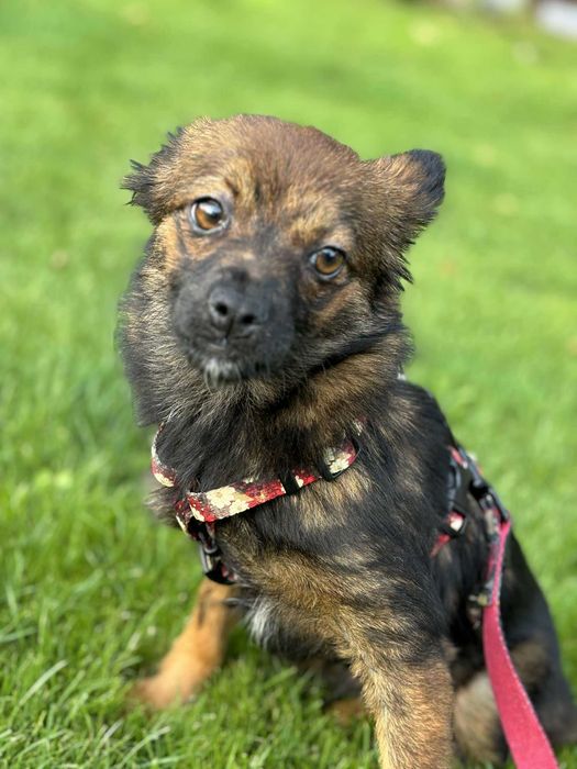 Maleńka kruszynka przeżyła tak wiele adoptuj