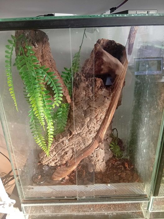 Gekon orzęsiony z terrarium