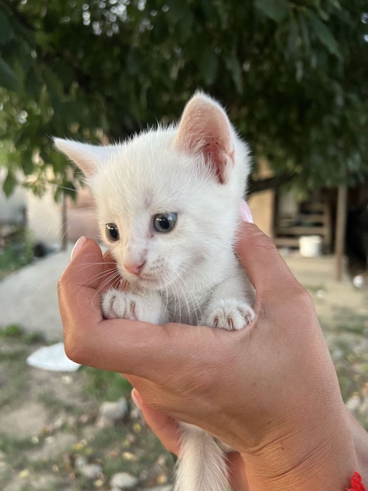 Кошеня в добрі руки