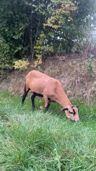 owce barbados transport