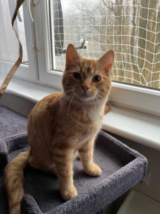 Szukamy ciepłego domku dla kocurka