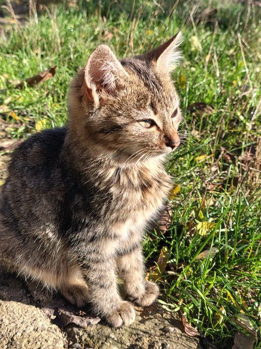 Два гарненькі котика, безкоштовно, 5,5 місяців