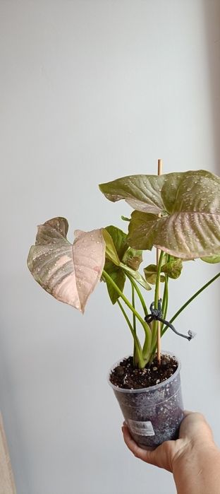 Syngonium Pink Doble Marble variegata