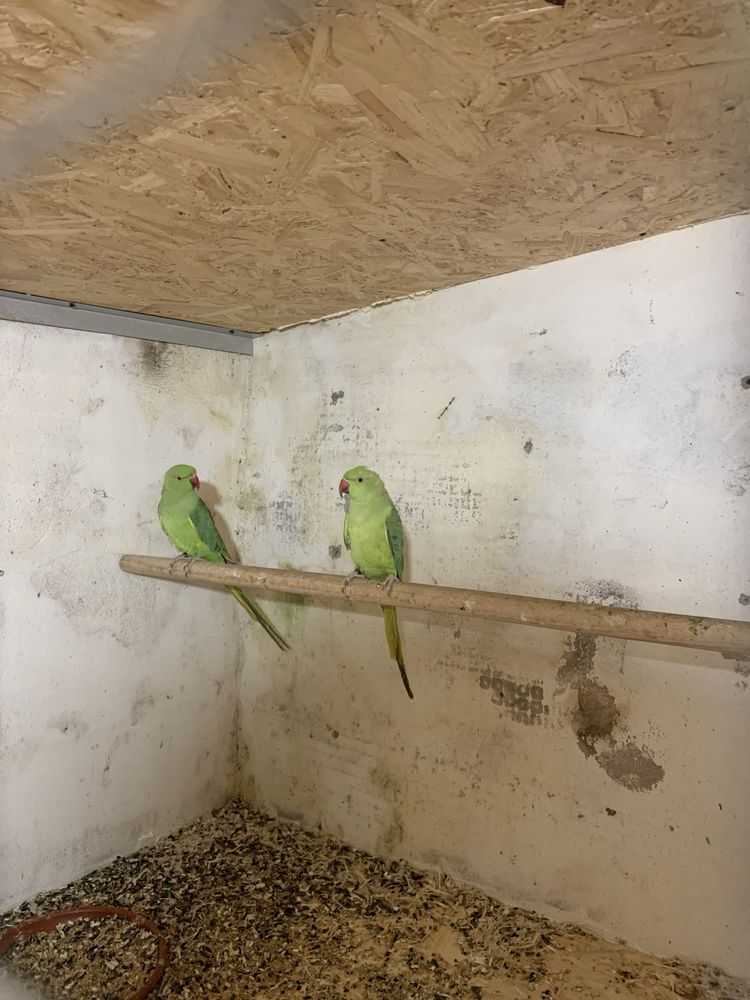 Casal de Ring Necks