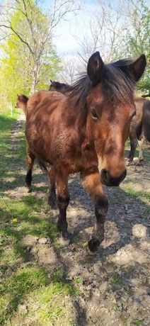 Klaczka huculska hucuł roczna klacz