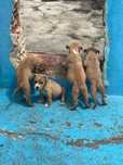 Cães de porte médio