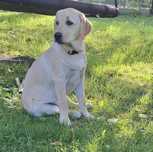 Labrador retriever suka