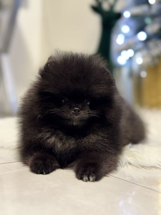 Szpic miniaturowy pomeranian