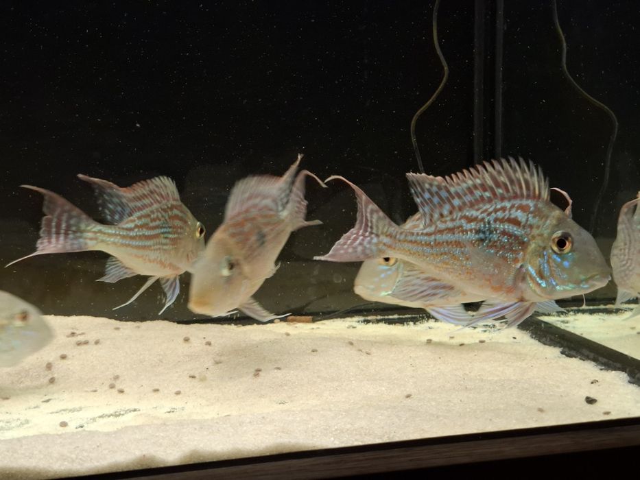 Ziemiojad sveni 6 sztuk