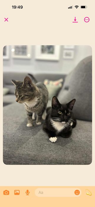 Kotki szukają dobrego domu