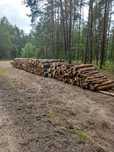 Drewno opałowe papierówki sosnowej około 20 m3