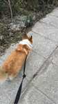 Petsitting e passeios