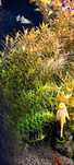Rotala hong kong