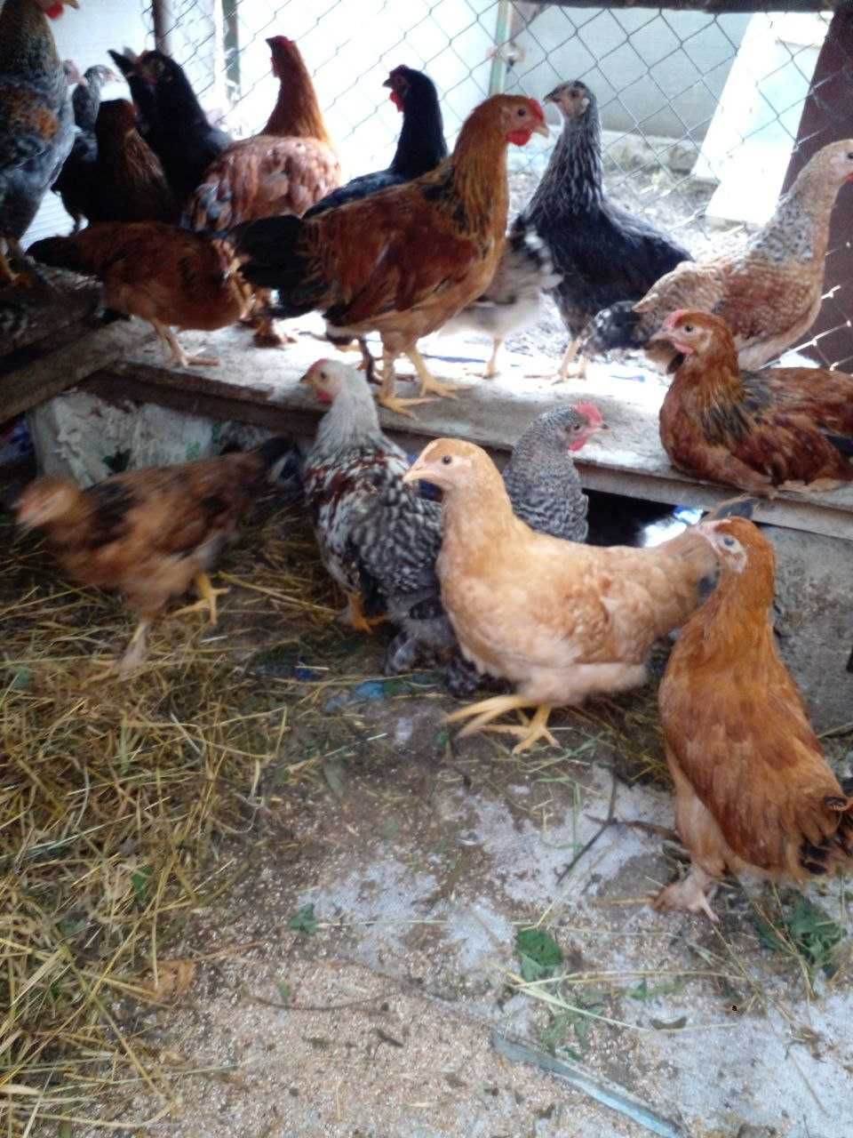 Продам подрощеных цыплят мясояичной породы. Цыплята с под квочек.