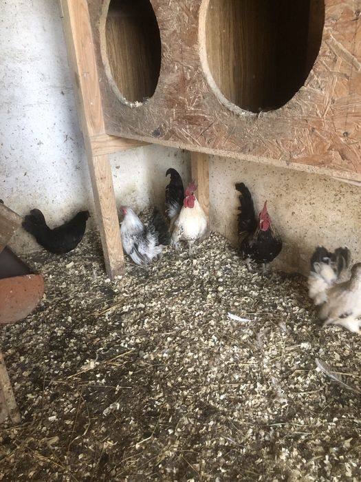 Jaja legowe szabo chabo liliputka