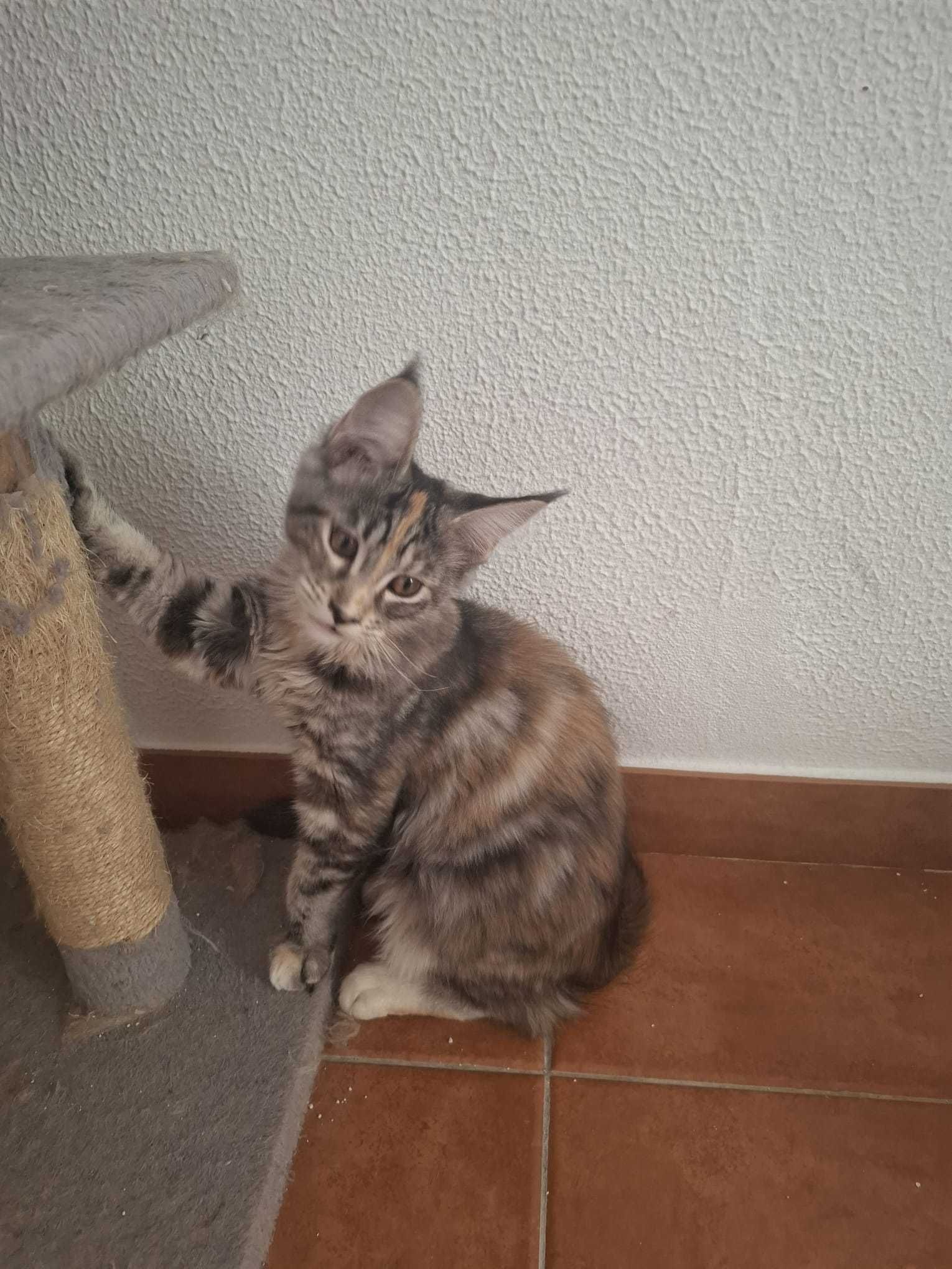 Gatinha Maine Coon
