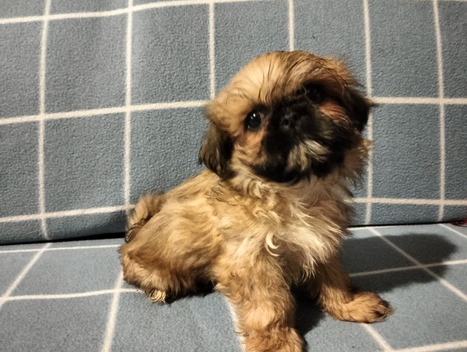 Śliczny piesek shih-tzu mini