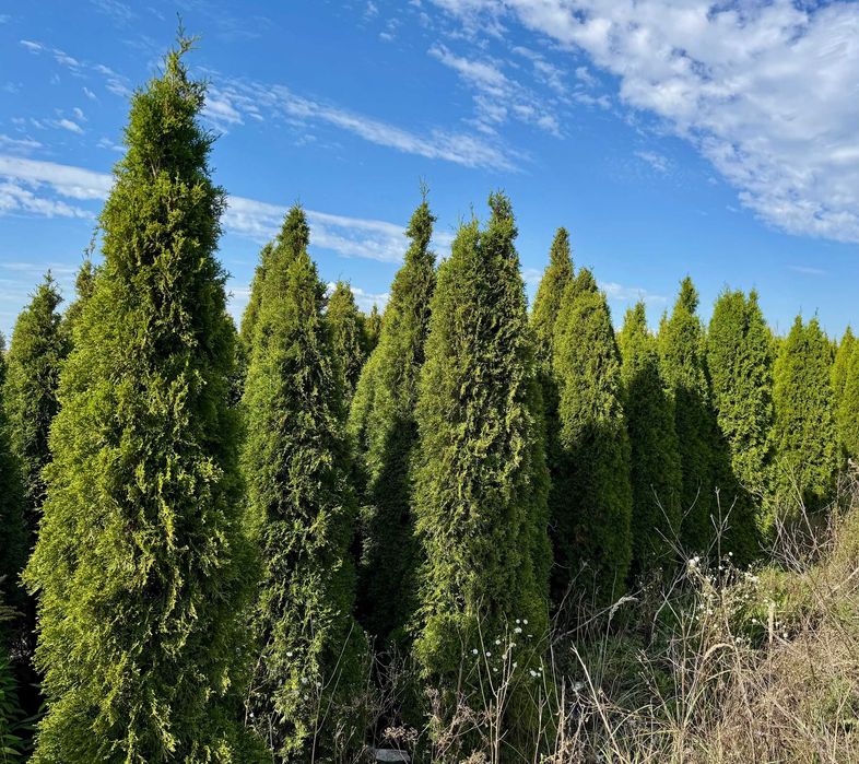 Tuje szmaragd plantacja - sprzedam całość lub część