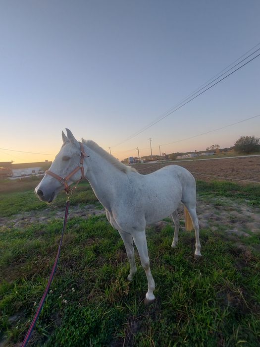 Vendo ou troco Égua  montada