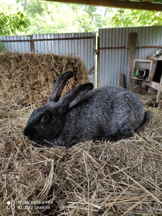 Кролі Полтавське срібло
